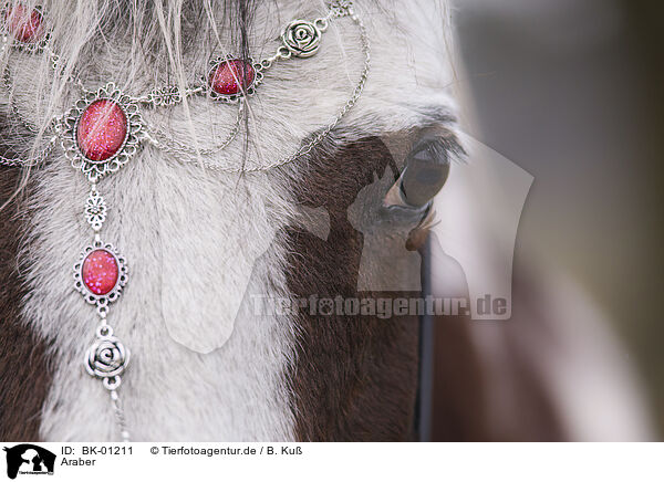 Araber / arabian horse / BK-01211