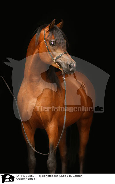 Araber Portrait / arabian horse portrait / HL-02550