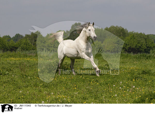 Araber / arabian horse / JM-11540
