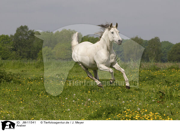 Araber / arabian horse / JM-11541