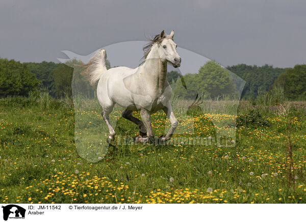 Araber / arabian horse / JM-11542