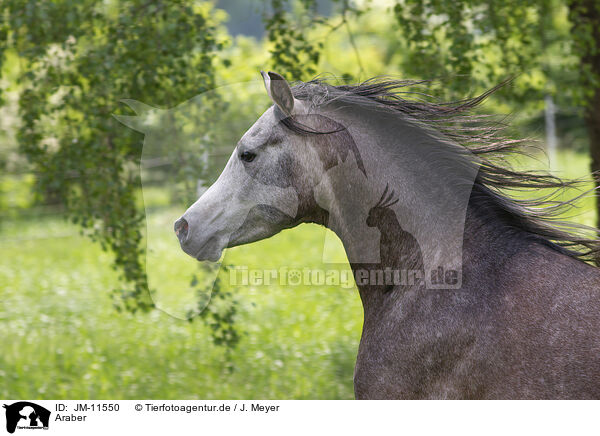 Araber / arabian horse / JM-11550