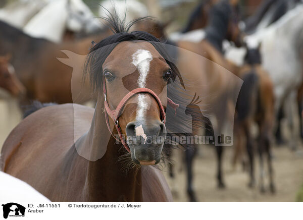 Araber / arabian horses / JM-11551
