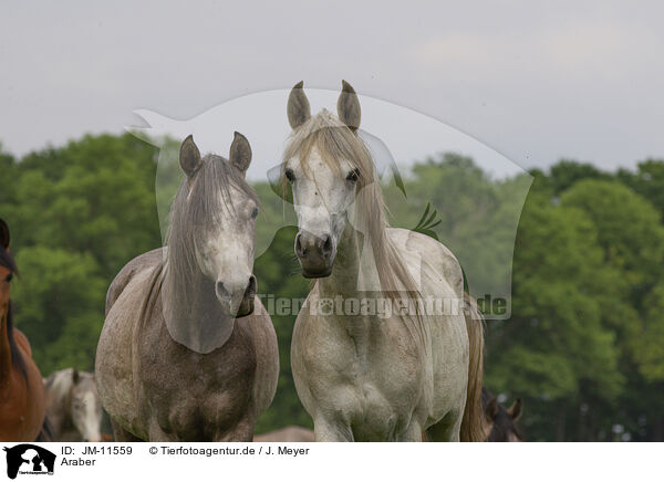 Araber / arabian horses / JM-11559
