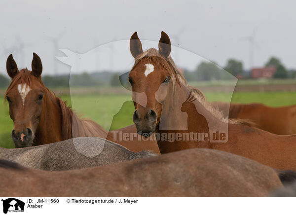 Araber / arabian horses / JM-11560