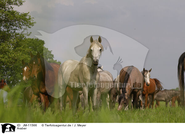 Araber / arabian horses / JM-11566