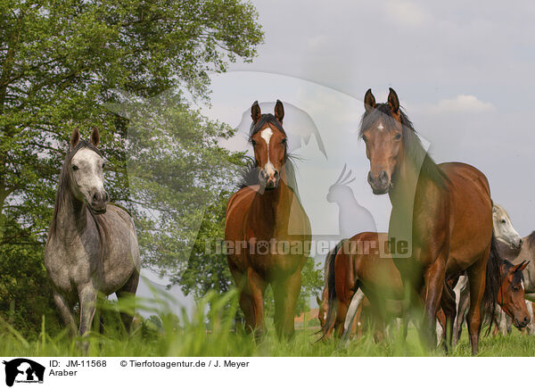 Araber / arabian horses / JM-11568