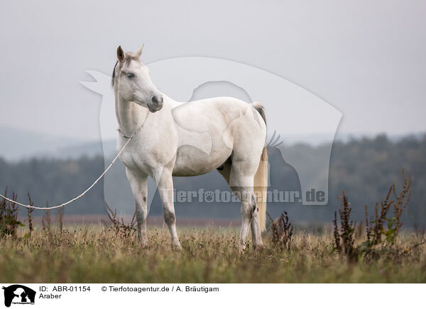 Araber / arabian horse / ABR-01154