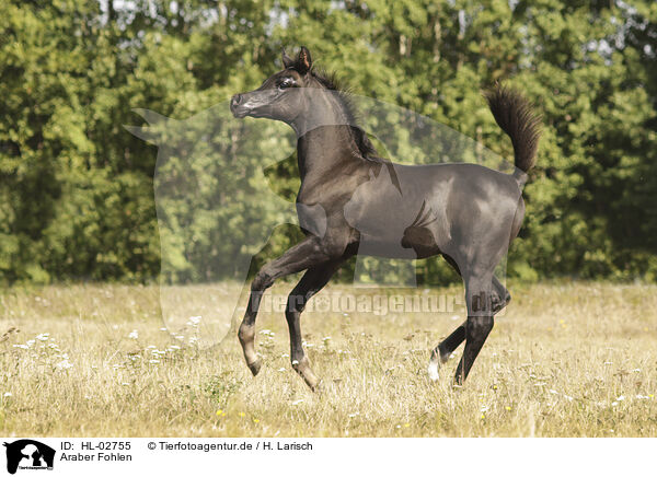 Araber Fohlen / arabian horse foal / HL-02755