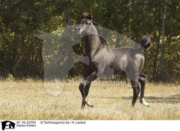 Araber Fohlen / arabian horse foal / HL-02760