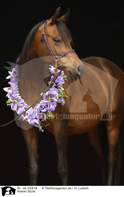 Araber Stute / arabian horse mare / HL-02818