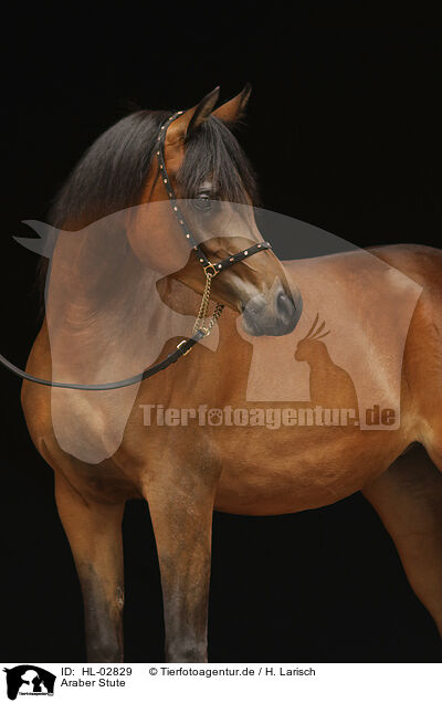 Araber Stute / arabian horse mare / HL-02829