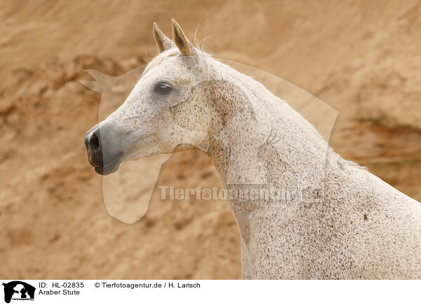 Araber Stute / arabian horse mare / HL-02835