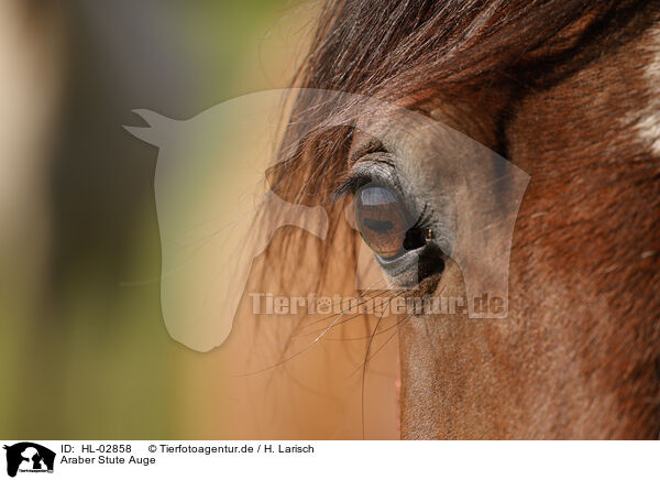 Araber Stute Auge / arabian horse mare eye / HL-02858
