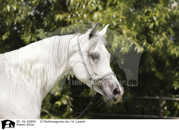 Araber Stute / arabian horse mare / HL-02859
