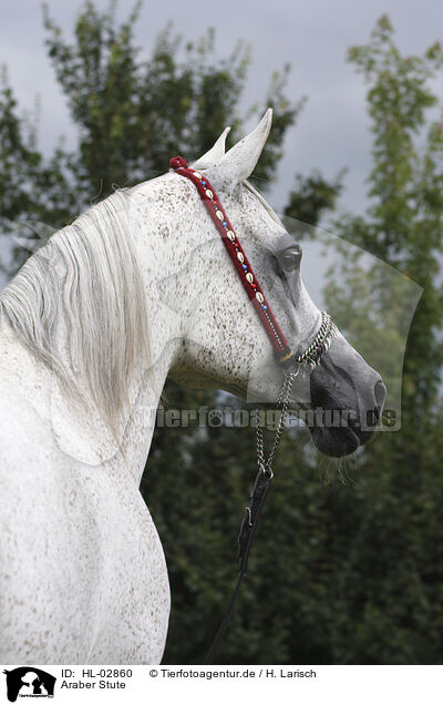 Araber Stute / arabian horse mare / HL-02860