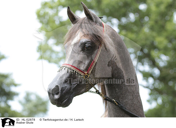 Araber Stute / arabian horse mare / HL-02878