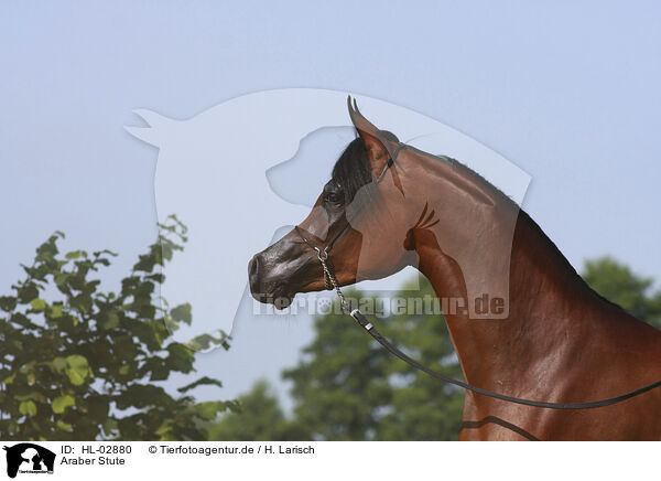Araber Stute / arabian horse mare / HL-02880