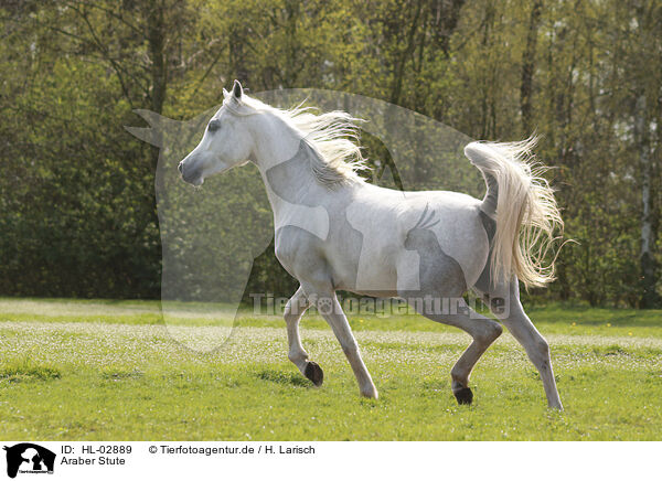 Araber Stute / arabian horse mare / HL-02889