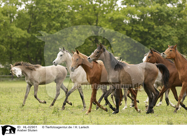 Araber Stuten / arabian horse mares / HL-02901