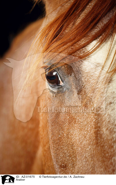 Araber / arabian horse / AZ-01675