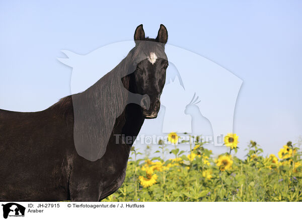 Araber / Arabian horse / JH-27915