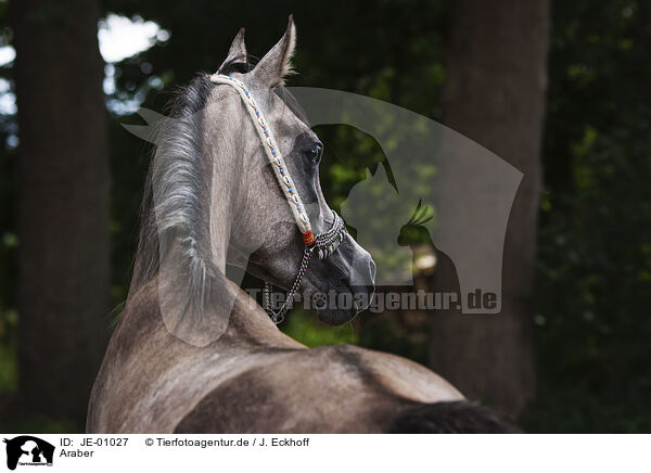 Araber / Arabian horse / JE-01027