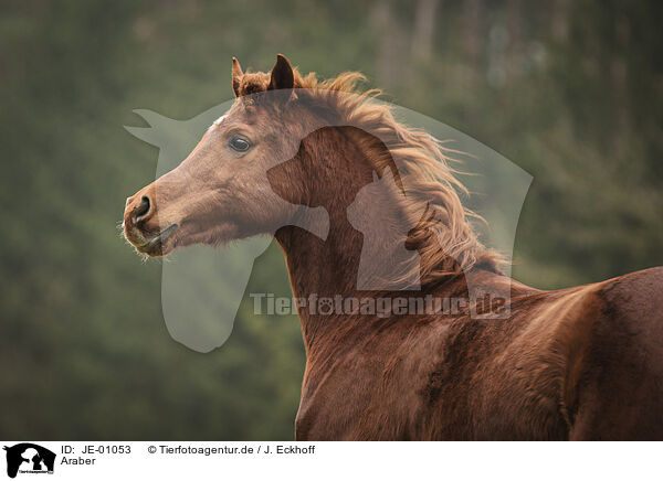 Araber / Arabian horse / JE-01053