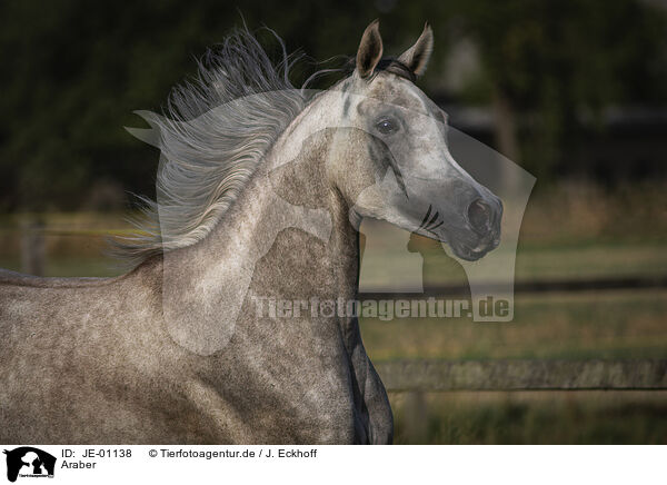 Araber / Arabian horse / JE-01138