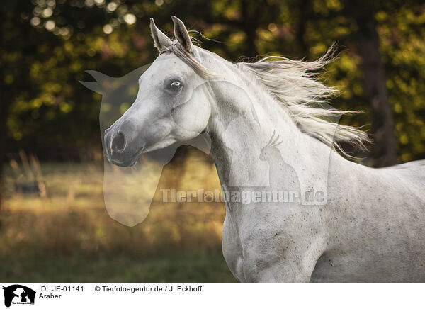 Araber / Arabian horse / JE-01141