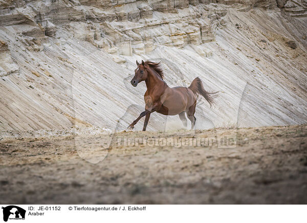 Araber / Arabian horse / JE-01152