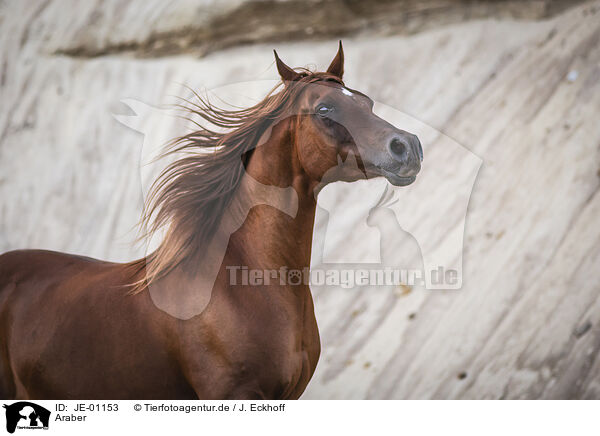 Araber / Arabian horse / JE-01153
