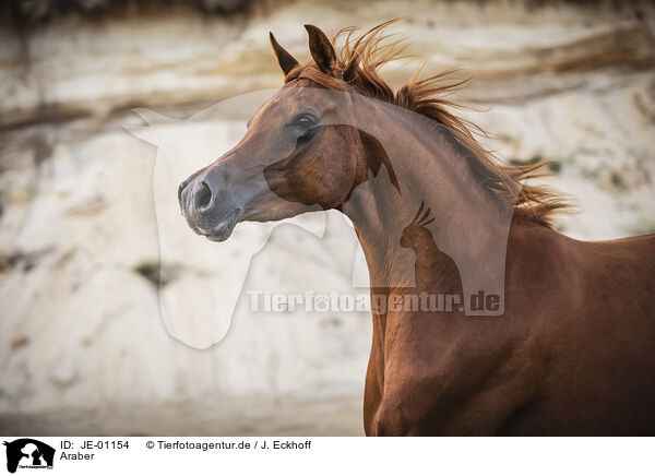 Araber / Arabian horse / JE-01154
