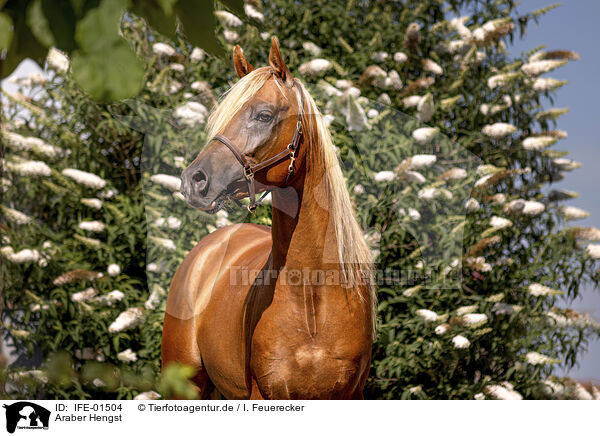 Araber Hengst / arabian stallion / IFE-01504