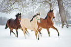 Araber im Schnee