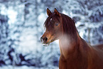 Araber im Schnee