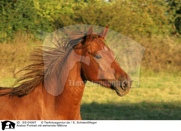 Araber Portrait mit wehender Mhne / arabian horse portrait with flying mane / SS-04997