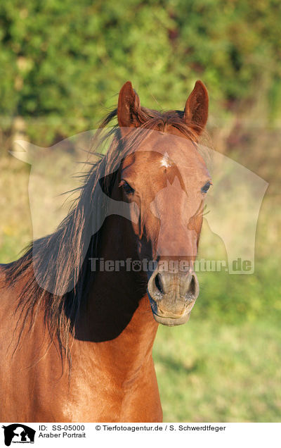 Araber Portrait / arabian horse portrait / SS-05000