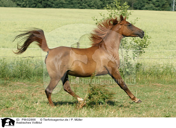 Arabisches Vollblut / arabian horse / PM-02866