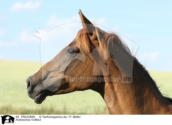 Arabisches Vollblut / arabian horse / PM-02868