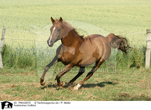 Arabisches Vollblut / arabian horse / PM-02870