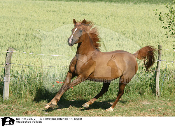 Arabisches Vollblut / arabian horse / PM-02872