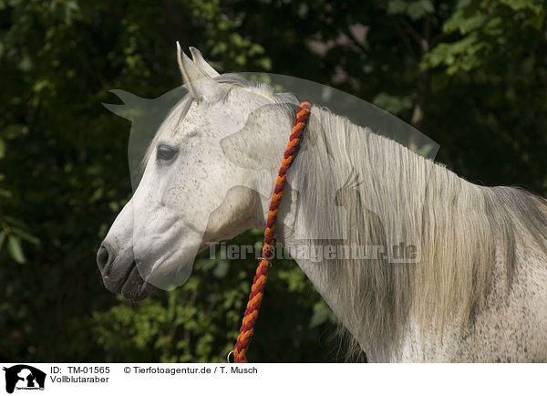 Vollblutaraber / Arabian horse / TM-01565