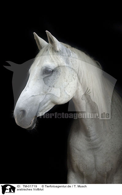 arabisches Vollblut / arabian horse / TM-01719