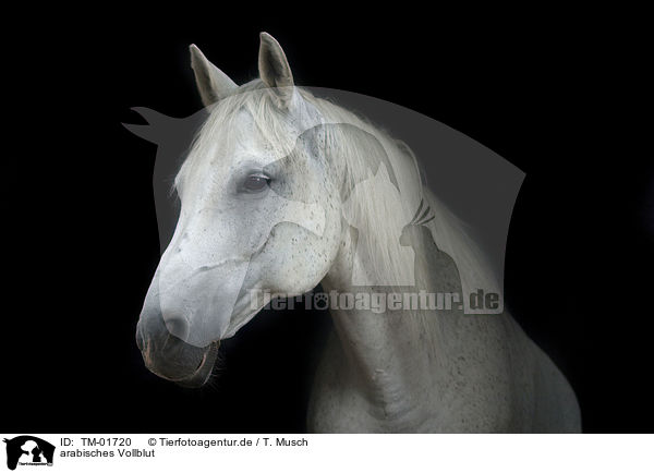 arabisches Vollblut / arabian horse / TM-01720