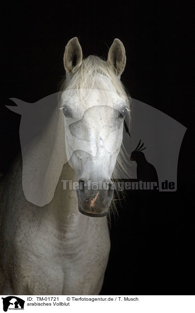 arabisches Vollblut / arabian horse / TM-01721