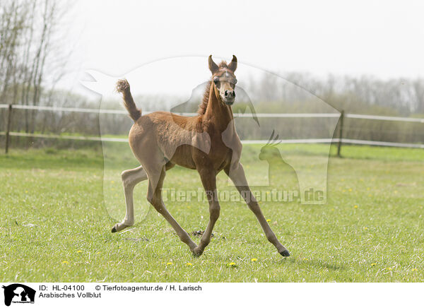 Arabisches Vollblut / Arabian Horse / HL-04100