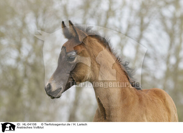 Arabisches Vollblut / Arabian Horse / HL-04106