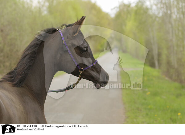 Arabisches Vollblut / Arabian Horse / HL-04118