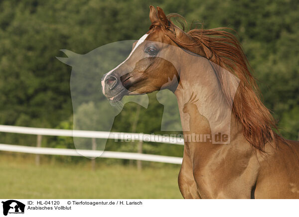 Arabisches Vollblut / Arabian Horse / HL-04120